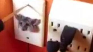 Упитанная мышка застряла - смотреть видео (0:49)