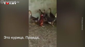 Курица с очень необычной походкой - смотреть видео (0:15)
