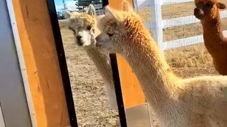 Альпака против отражения - смотреть видео (0:28)