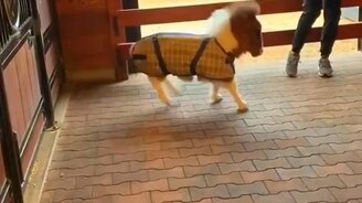 Самая миниатюрная лошадка - смотреть видео (0:16)