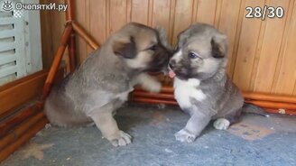 Прикольные моменты с собаками - смотреть видео (9:52)