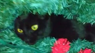 Чёрное украшение на ёлке - смотреть видео (0:33)