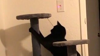 Как заставить кота выключить свет - смотреть видео (0:12)