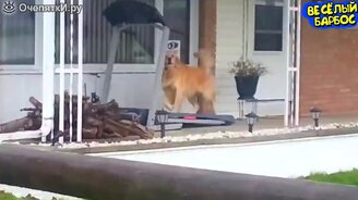 Коты и псинки в приколах - смотреть видео (10:05)