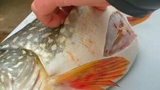 Удачный двойной улов - смотреть видео (1:02)