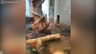 Выдра упражняется на верёвке - смотреть видео (1:10)