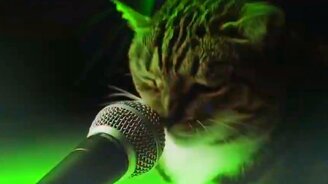 Коты зажигают и танцуют - смотреть видео (1:17)