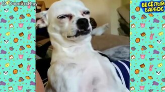 Коты, собаки и не только в приколах - смотреть видео (10:06)