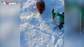 Когда вместо рыбы поймал ондатру - смотреть видео (0:35)