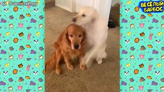 Собачий задор в видео - смотреть видео (10:01)