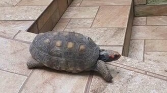 Развлечение для черепахи - смотреть видео (0:22)