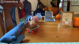 Попугайчик-скейтер - смотреть видео (1:12)