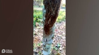 Куча гусениц на стволе - смотреть видео (0:32)