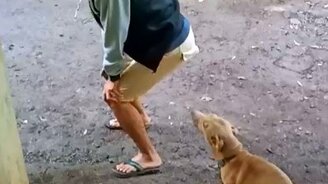 Изображая собаку - смотреть видео (0:20)