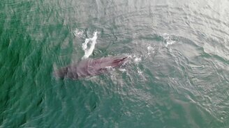 Удалось заснять кита - смотреть видео (0:30)