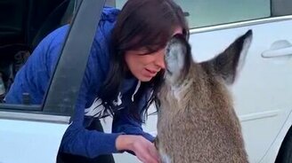 Любознательная косуля - смотреть видео (3:57)