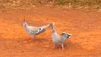 Синхронные голуби - смотреть видео (0:35)