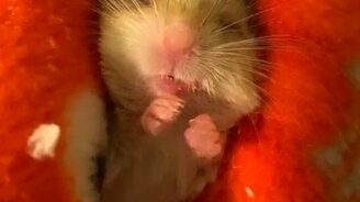 Мечты о еде во сне - смотреть видео (0:22)