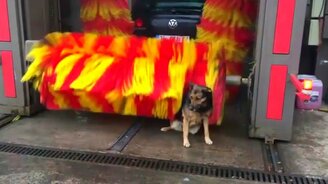 Собака моется на автомойке - смотреть видео (0:45)