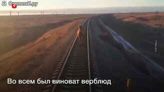 Верблюд затормозил пассажирский поезд - смотреть видео (0:27)