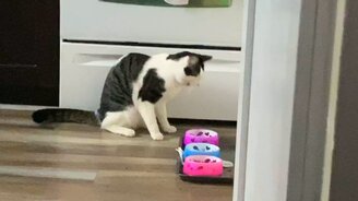 Кот ест, словно енот - смотреть видео (0:29)