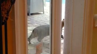 Кот ловко открывает дверь - смотреть видео (0:28)