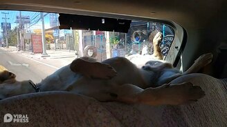 Отдыхая на задней полке салона - смотреть видео (0:32)