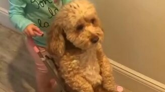 Можно, я вылезу? - смотреть видео (0:16)