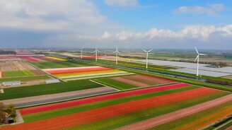 Поля тюльпанов - смотреть видео (5:33)