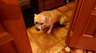 Подборка виноватых собак - смотреть видео (11:04)