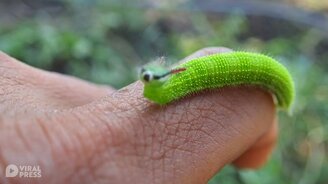 Яркая зелёная гусеница - смотреть видео (0:37)