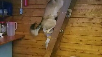 Пёс взбирается по лестнице - смотреть видео (0:18)