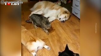 Кот крадётся мимо спящих собак - смотреть видео (0:34)
