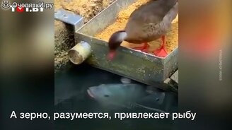 Утка кормит рыбу - смотреть видео (0:30)