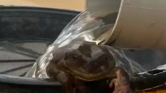 Лягушка наслаждается влагой - смотреть видео (0:25)