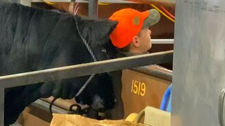 Массаж головы от бычка - смотреть видео (0:13)