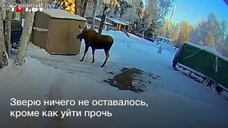 Как вынести мусор в Канаде - смотреть видео (0:44)