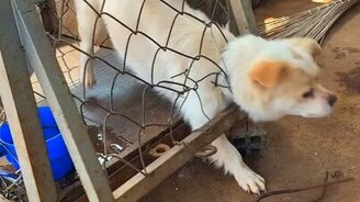 Совершенный побег щенка - смотреть видео (0:11)