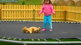 Кошачье землетрясение - смотреть видео (0:24)