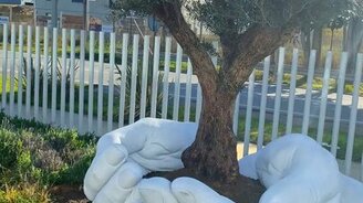 Оберегаю оливковое дерево - смотреть видео (0:26)