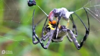 Паук упаковывает жертву - смотреть видео (0:21)