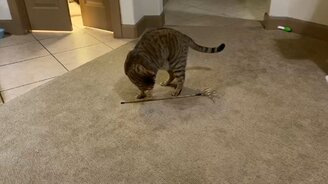 Кошка забавляет сама себя - смотреть видео (0:25)