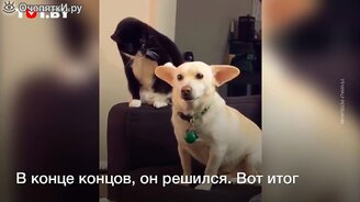 Проделки кота с собакой - смотреть видео (0:35)