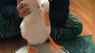 Утка-барабанщица - смотреть видео (0:17)