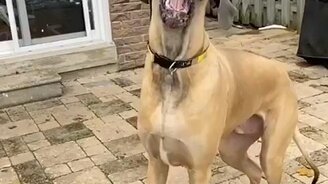 Лови снежок в пасть - смотреть видео (0:26)