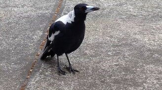 Чудесные птичьи звуки - смотреть видео (1:11)