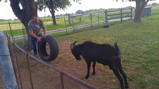 Как занять козла - смотреть видео (0:36)