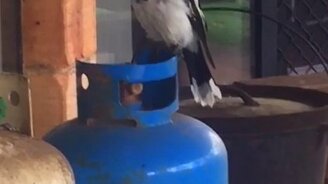 Пение непримечательной птицы - смотреть видео (0:31)