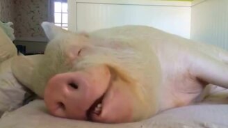 Хорошо устроилась хрюшка - смотреть видео (0:36)