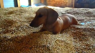 Ревизор проверяет пшеницу - смотреть видео (0:52)